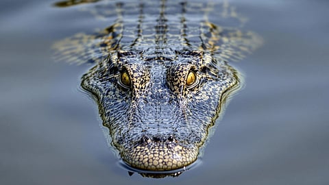 zoo cambridgeshire man throws toddler into crocodile enclosure