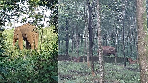 Minister suggests replace wild elephant with  tranquilizer gun