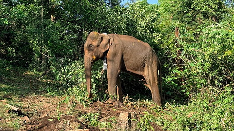 Wild elephant tranquilised, fitted with radio collar