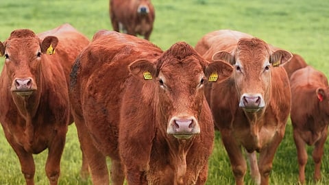 Give Rashtra Mata status for cow Samajwadi Party Muslim leader writes in blood to PM Modi