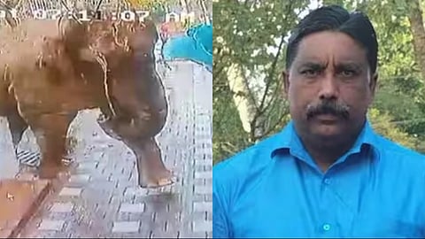 Padamala Panachiyil Aji  , who was killed in a wild elephant attack in Mananthavady