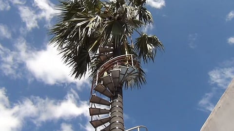 
No one to climb the palm tree; a man from Thoothukudi installs an iron staircase around it