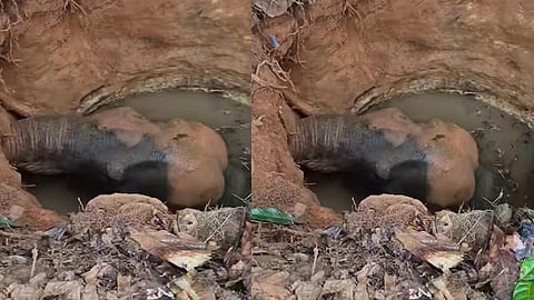 wild-elephant-falls-into-well-near-house-in-kothamangalam