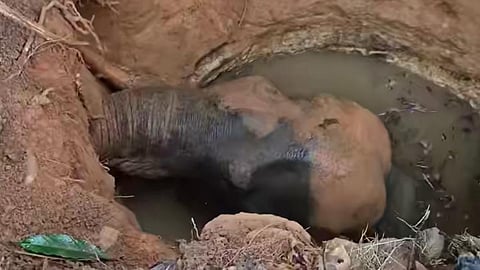 wild elephant that fell into a well in Kuttampuzha was rescued 