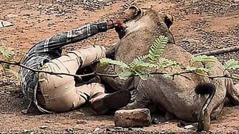 disturbance caused to mating lions as the reason for the young man's death