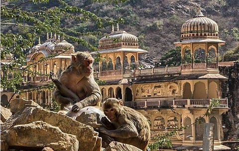 Skin disease among monkeys at Galtaji Temple in Rajasthan