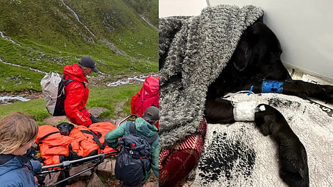 dog gets high after eating cannabis and wanders to mountain peak