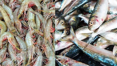 prawn and sardines like Chakara; White specks in the sea a concern