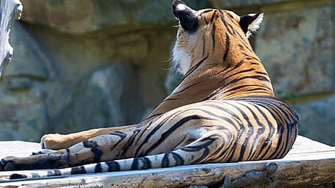 cancer confirmed for bengal tiger named babita in tvm zoo