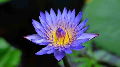 Will eating lotus cause memory loss? Experts weigh in