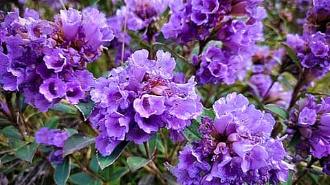 hills where Neelakurinji flowers have bloomed 