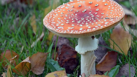 Children hospitalized eating chocolate laced magic mushrooms