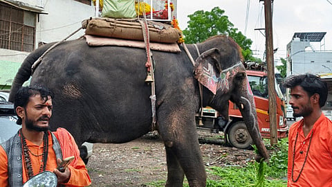 Elephant kills autorickshaw driver while being fed jaggery in Indore