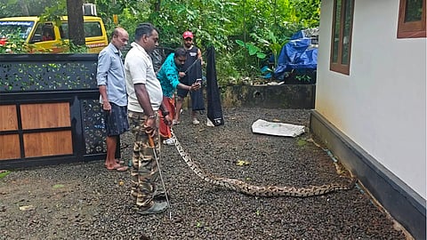 Swallowed two chickens and rested in the coop; python captured