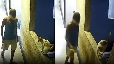 Police have registered a case against a senior citizen who killed a cat by pushing it.
