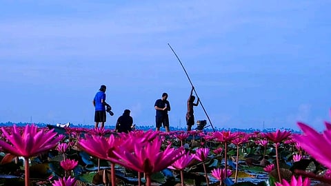 Malarikkal water lilies submerged; boating suspended