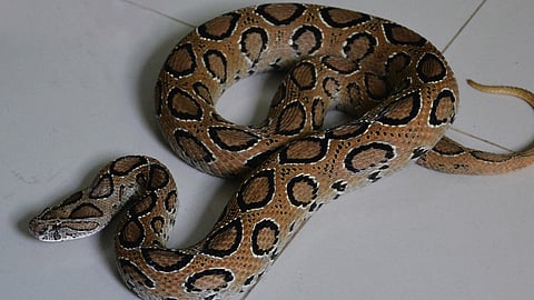 Nurse bitten by a viper while on duty at a government public health center; hospitalized