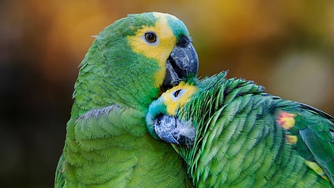 Farmers in crisis due to drug addict parrots