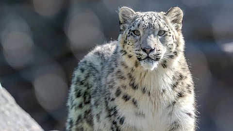 India's first snow leopard safari in Ladakh.