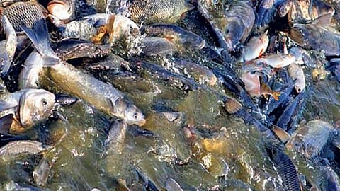 Nepal floods: Warning issued against catching and eating fish from rivers in Bihar; many have fallen ill