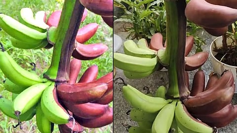 banana bunch bearing both green and red fruits alappuzha