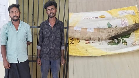 2 youth arrested by the Forest Department while trying to sell ivory