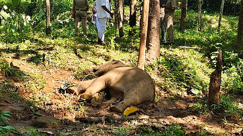 calf elephant was found dead in Kothamangalam after suffering from shock