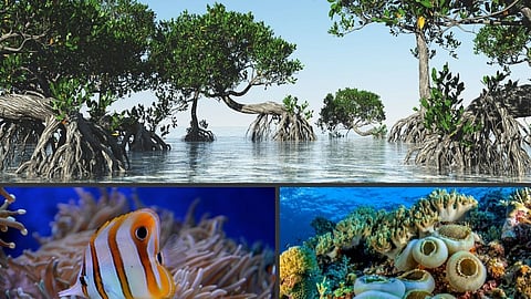    Coral reefs, mangrove forests, and fisheries, which are the livelihoods of millions of coastal families, are being destroye