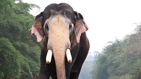 elephant pallattu brahmadathan died due to lightning