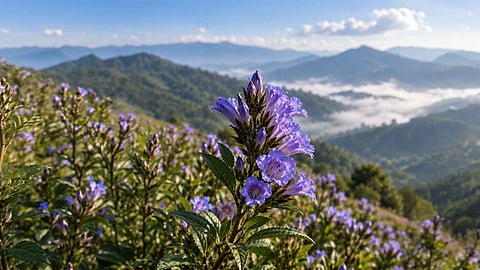 munnar chokramudi neelakurinji tracking