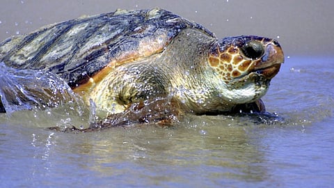 oman sentences two foreigners to jail for climbing on turtles and posting clips on social media 