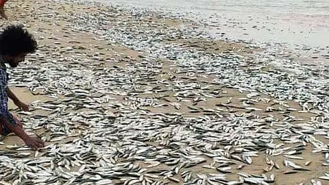 Sardines wash ashore in large numbers, thrashing about; locals gather them up