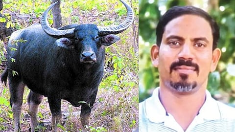 Teacher arrested for shooting and killing a wild buffalo