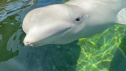 Beluga whale Cyprus