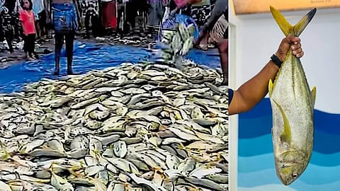 Chakara fish  catch at Vizhinjam