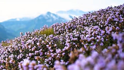  Neelakurinji blooms at Meesapulimala too; Forest Department introduces packages