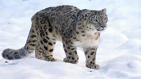 Snow leopard spotted for first time in Uttarakhand's Darma valley