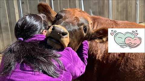 Celebrate this Valentine's Day as 'Cow Hug Day'