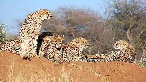 African Cheetahs will be released into the wild from MP's Kuno National Park