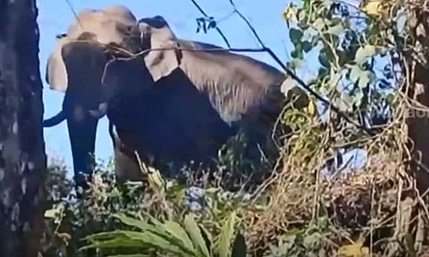 Protest in Kerala's Idukki over non-capture of rice eating tusker 'Arikomban' 