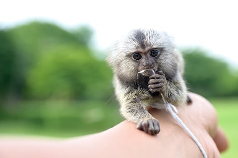 Marmoset Monkeys seized at Chennai airport 