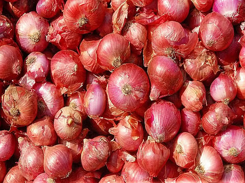 Maha govt announces Rs 300 per quintal ex-gratia for onion farmers 