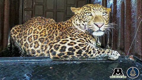 Maha: Leopard on the prowl captured near Pune city