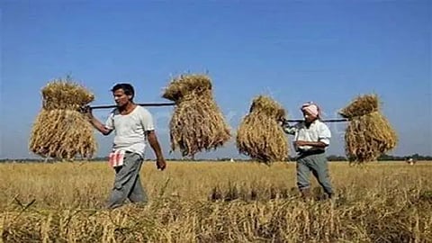 Unseasonal rains - IMD asks farmers of Punjab, Haryana, MP to postpone harvesting