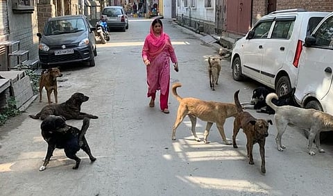 NCPCR summons MCD commissioner after stray dogs kill two minors in Vasant Kunj