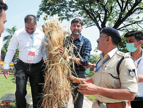 Congress MLA Kunal Choudhary displays the damaged crops of the hail-hit farmers demanding adequate compensation for them during the ongoing session of the Assembly in Bhopal on Monday.