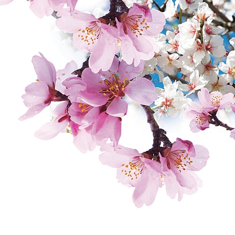 Blooming Almond 
Alcove in Srinagar draws visitors in large numbers