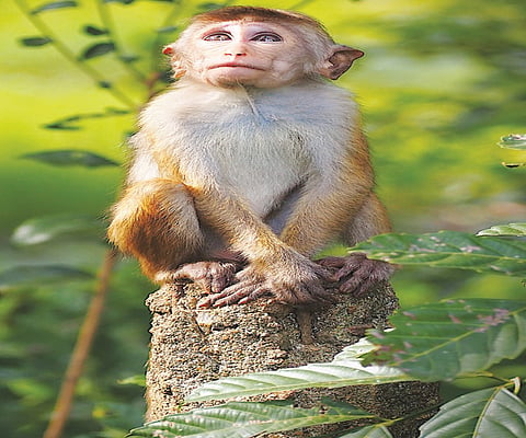 Lanka considers exporting 
1,00,000 endangered monkeys