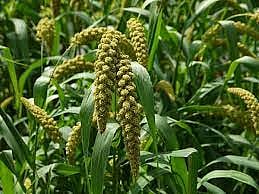 A Ragi revolution in Jharkhand's Gumla becomes case study for Harvard Business School