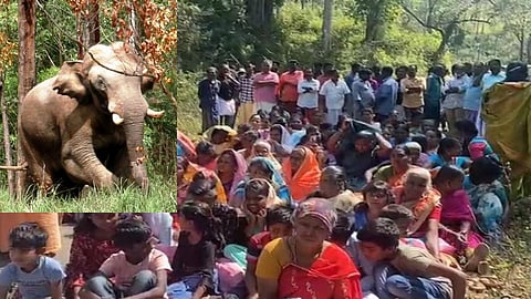 Kerala village observes hartal against translocation of rice-eating tusker